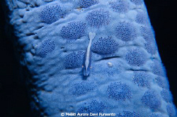 Blue Emperor Shrimp
I find emperor shrimps really unique... by Melati Aurora Devi Purwanto 